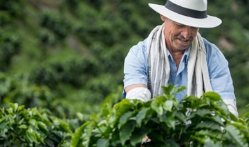 A farmer checking his crops