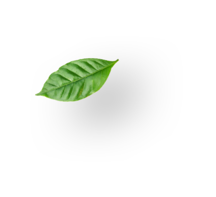 Green leaf on white background