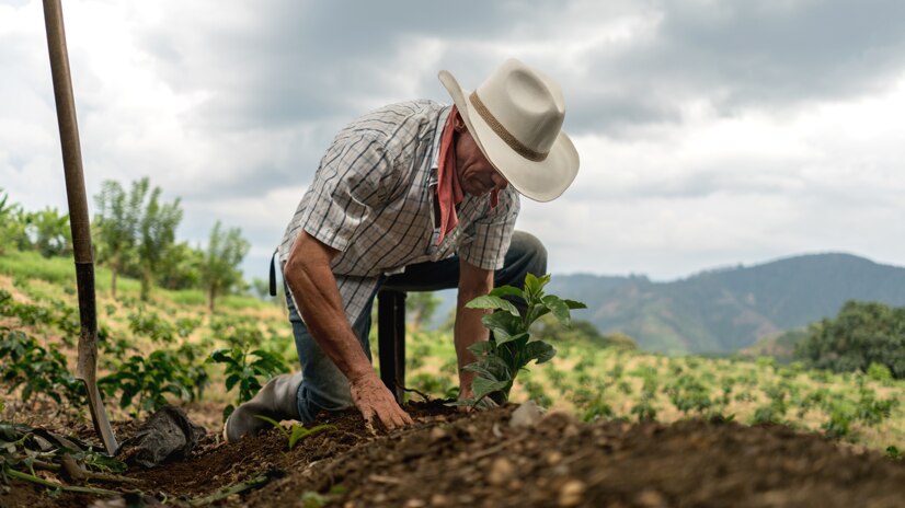 A farmer planting his crop