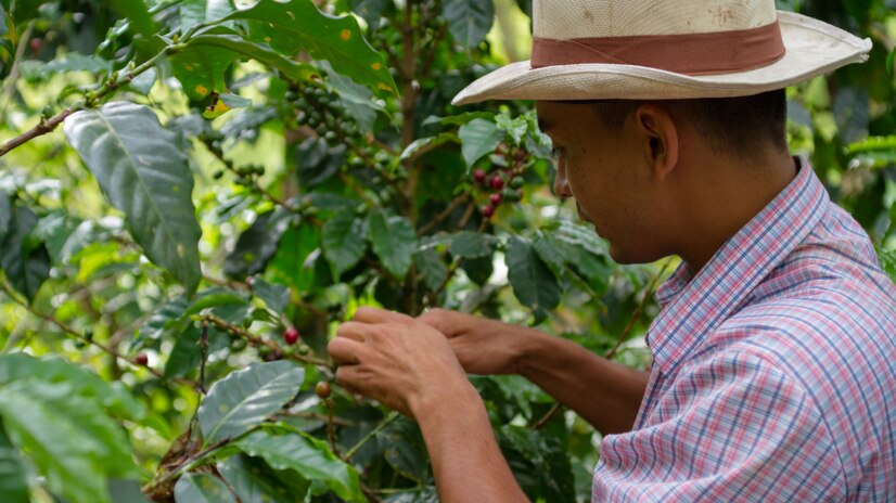 A farmer picking berries