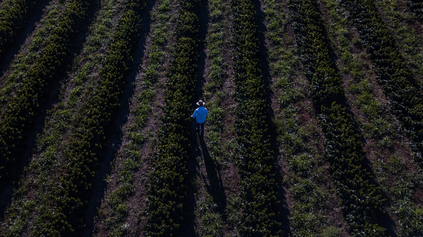 A farmer walking through his field